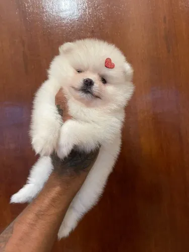 Lulu da pomerania anão