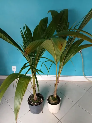 Coqueiro anão mudas