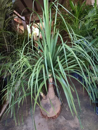 MUDAS DE PATA DE ELEFANTE <br> *