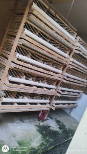 Fabricamos Gaiola para Codornas - 2 , 3 e 5 Andares ( Leia a Descrição Abaixo)