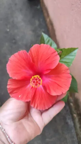 Hibisco Exuberante em Vaso - Beleza Natural