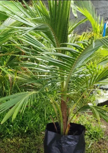 Frutíferas enxertadas 