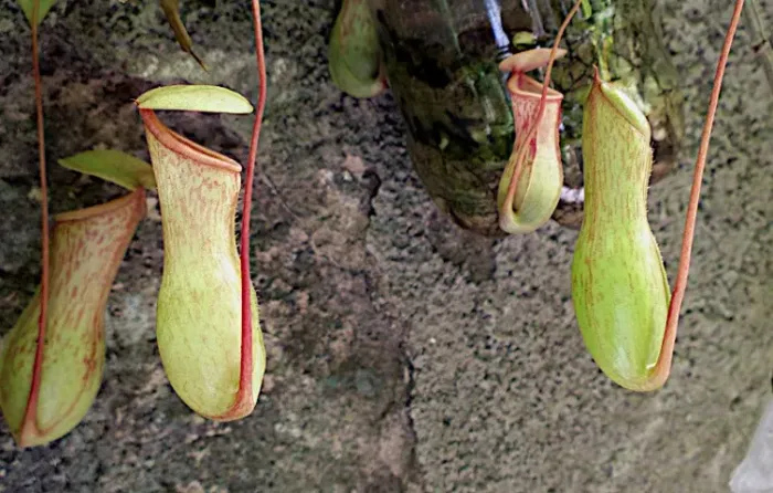 Nepenthes muda de Kassiana x ventricosa