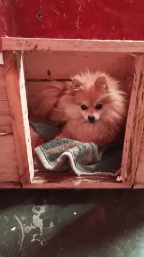 Filhote lulu parmericano 