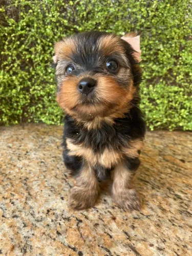 Filhote de Yorkshire muito dócil