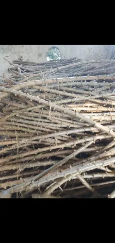 60unid Rama,maniva de mandioca/aipim para venda