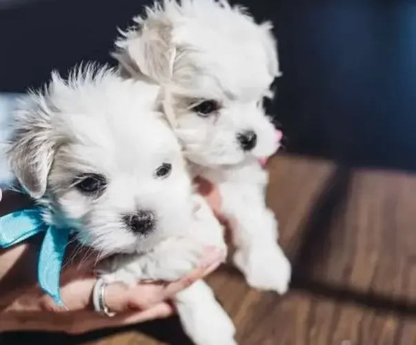 Maltês Babys Micro Brancos, Super Adoráveis e Brincalhões