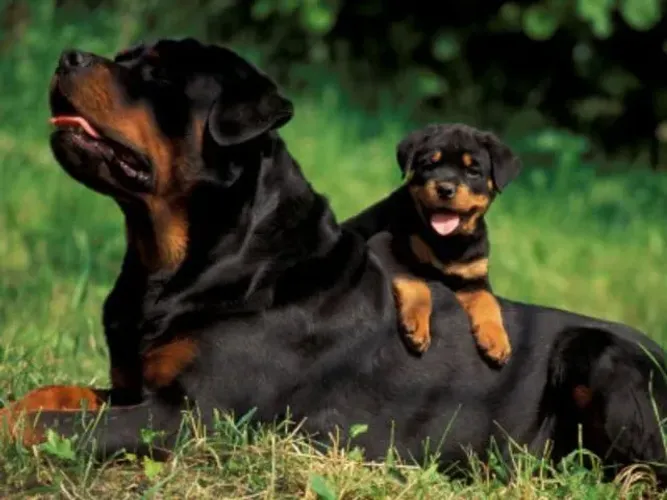 Dois Rottweilers - Filhote e Adulto para vc saber a beleza de um filho olhem para os pais 