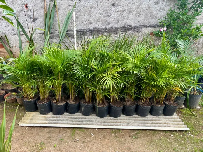 Areca bambu 1 metro 