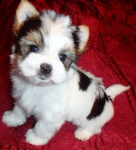 Filhotes de Biewer york. Terrier - Companheiros Fofos e Inteligentes