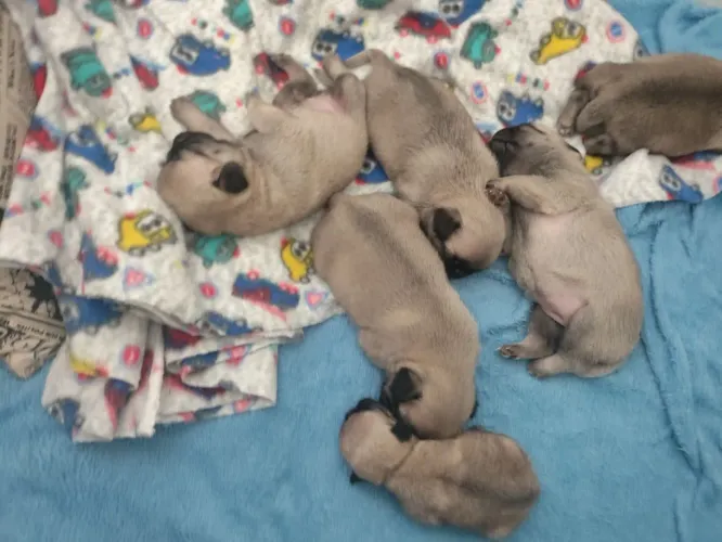 Pugs
