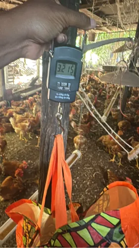 Vende se frango caipirão 