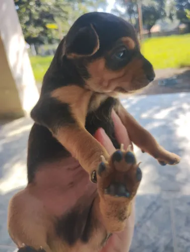 Vende se casal pinscher