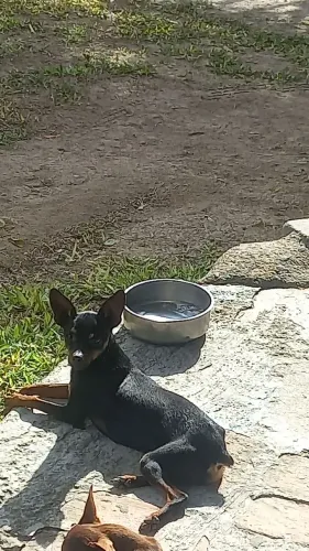 Doação pincher macho adulto9 mes3s pegar moro imbituba sc