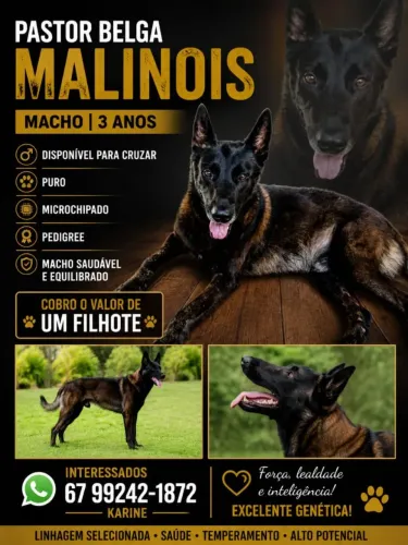 Pastor belga malinois macho