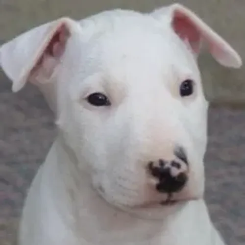 Bull Terrier,Bull Terrier Filhote Saudável Excelente Companhia