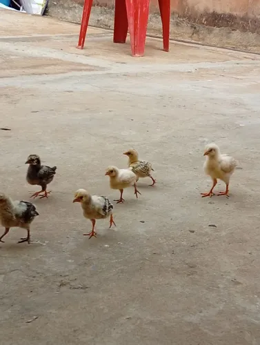 Pintinhos Garnisé
