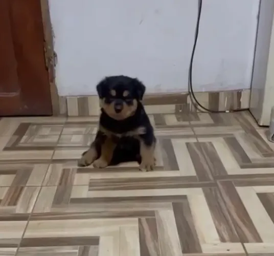 Filhote de rottweiler
