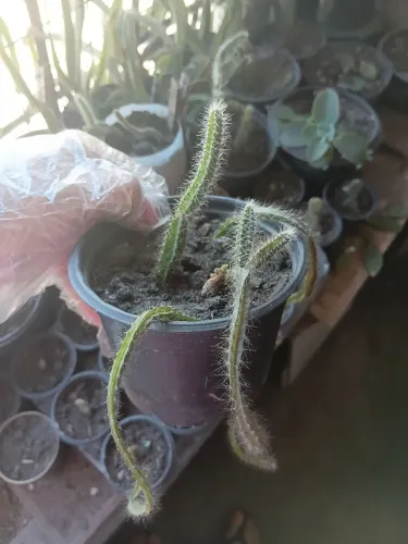 Mudas de cactos (mini cactos) no Joquei Clube 