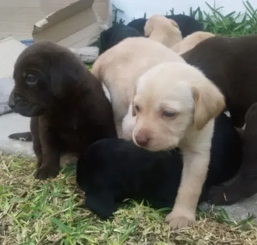 Labrador filhote disponivel 