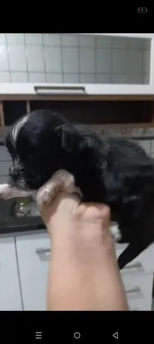 Vendo Shitsu macho