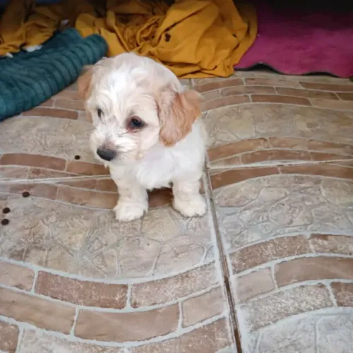 cachorro poodle toy