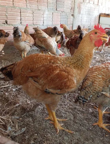 Frango vivo $ 50