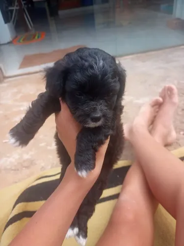 Shitzu com poodle