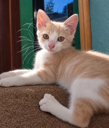 Gatinho lindo para doação