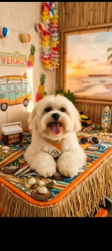 Macho disponível para Cruza