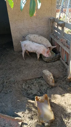 Casal de porcos