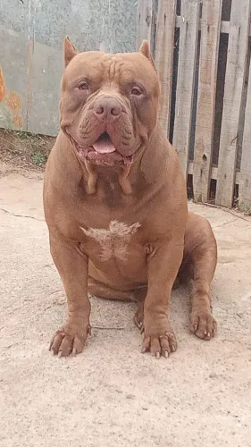 Filhos Pitmonster América bullyXL