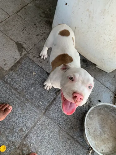 Vendo filhote de Pitbull