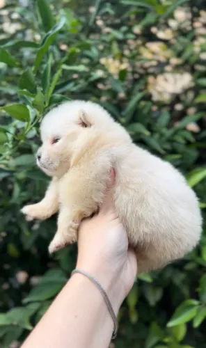 Lulu da Pomerânia Spitz Alemão Fêmea