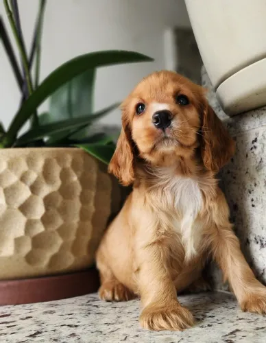 Cocker - Filhotes Maravilhosos Com Pedigree!!