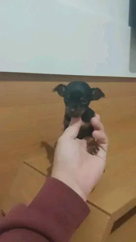 Pinscher OO de bolso dúvido igual! 