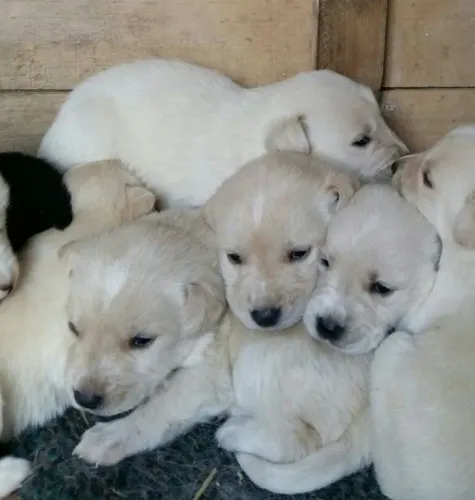 Filhotes de Labrador | Energia e alegria todos os dias.