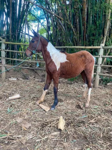 Potra pampa genuína de picada