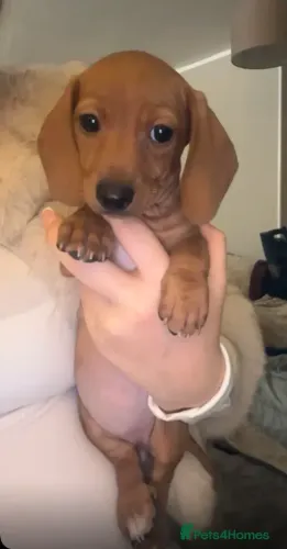 Teckel Macho e Fêmea com Garantias Teckel/Dachshund/Salsicha/Salsichinha/Basset/Cofap SP