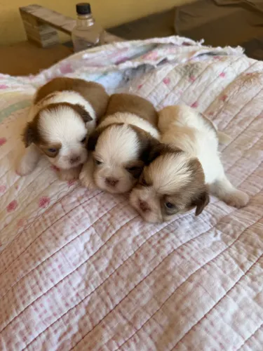 ? Filhotes de Shih Tzu à venda! São 2 machos e 1 fêmea, todos de linhagem chocolate.