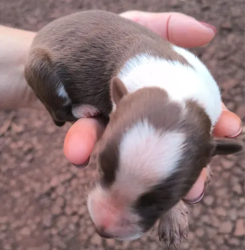 Border Collie Puros