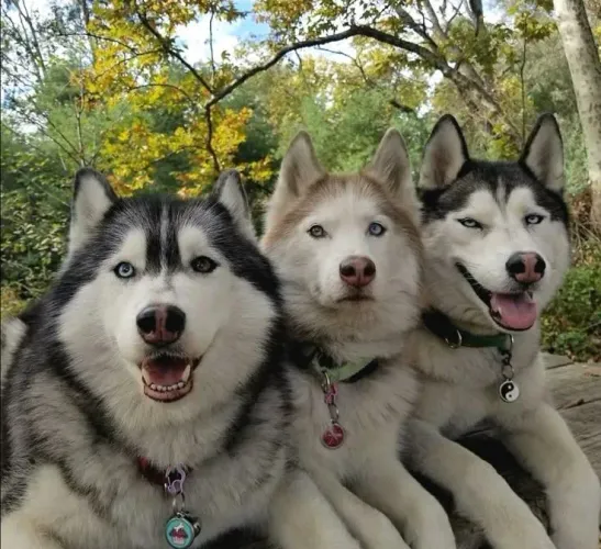 Husky wooly siberiano 2 parcelo até 18x p