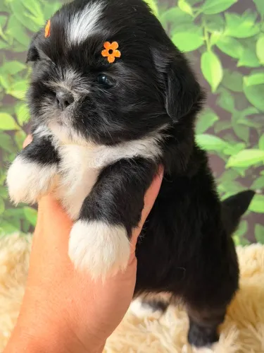 Shihtzu 