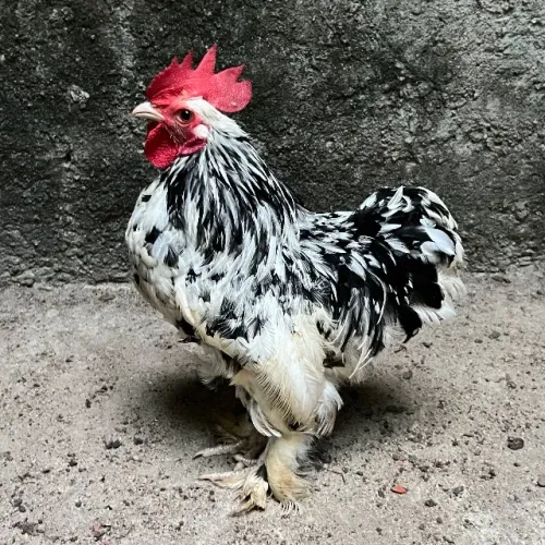 Galos mini cochin