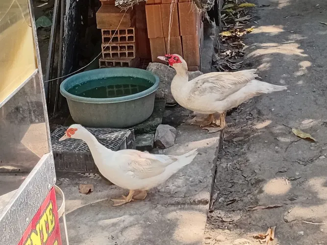 Casal patos