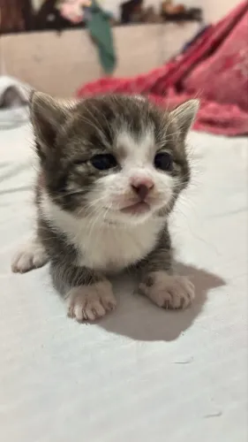 Doa se gatos filhote fêmea e macho