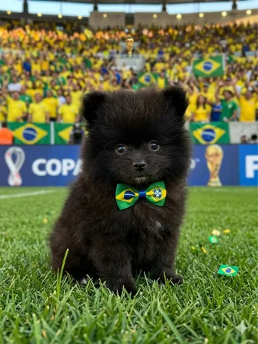 Spitz Alemão black