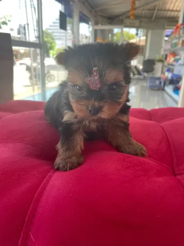 Yorkterrier fêmea mini disponível
