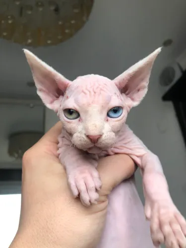 Sphynx Heterocromico