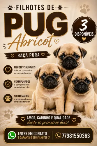 Filhote de Pug